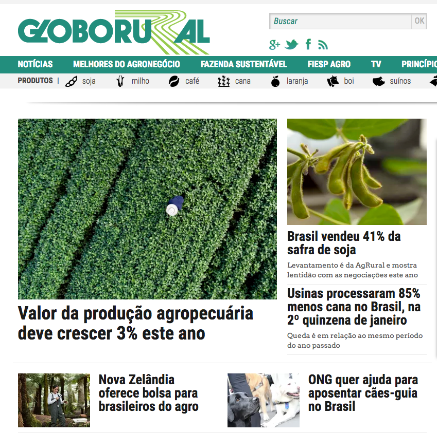 Imagem 2017 - ONG quer aposentar cães-guia no Brasil