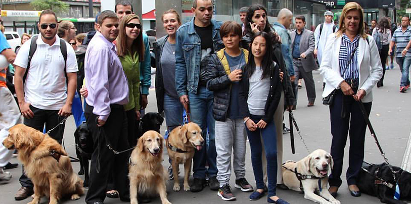 Imagem Dia Internacional do Cão-Guia	
